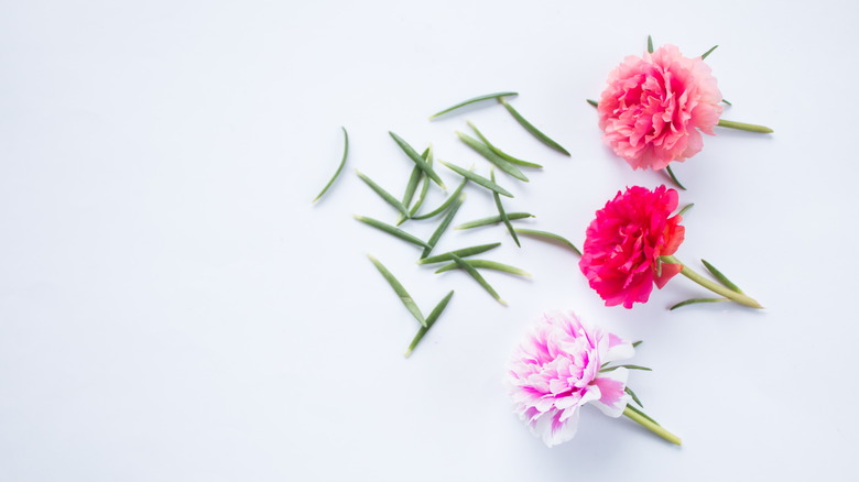 Portulaca with cut stems