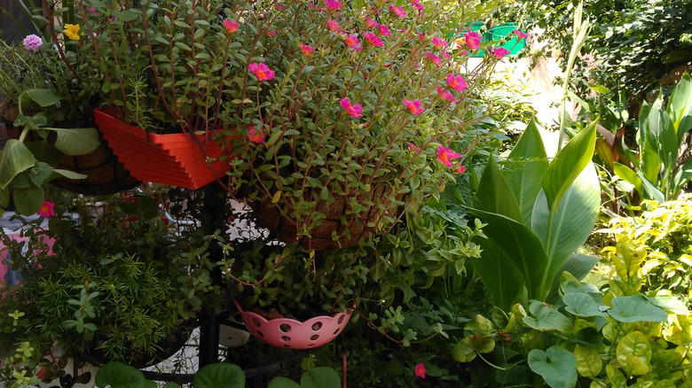 Purslane in hanging basket