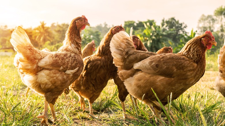 Chickens at sunset