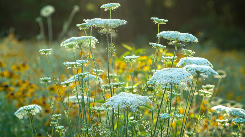 Queen Anne's lace in field