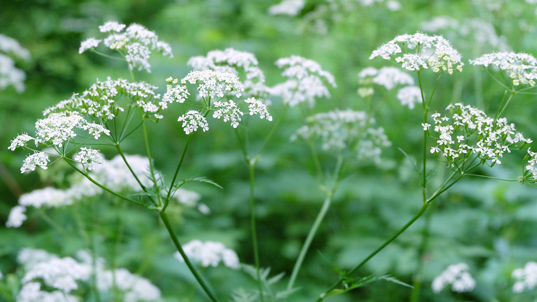 Queen Anne's lace flowers