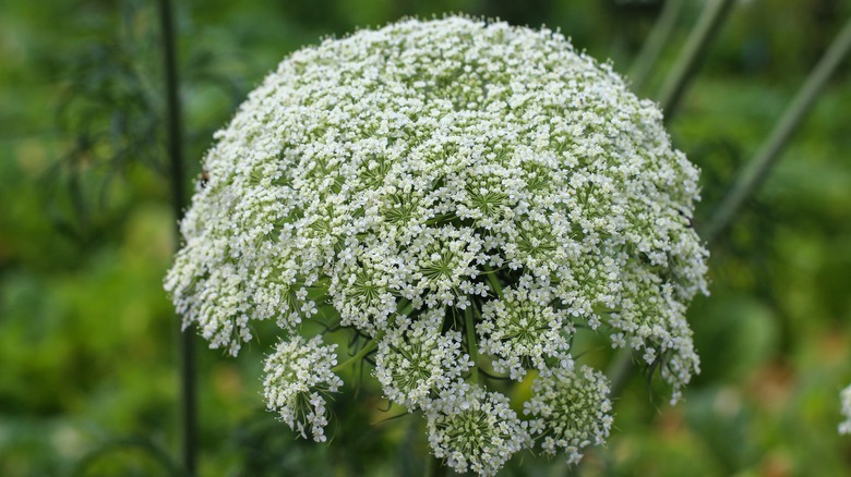 Queen Anne's lace puffy flower top