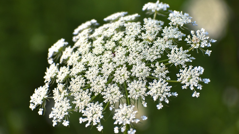 Queen Anne's lace flower top