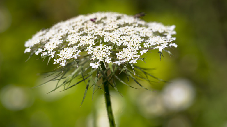Queen Anne's Lace Care (Watering, Fertilize, Pruning,, 48% OFF