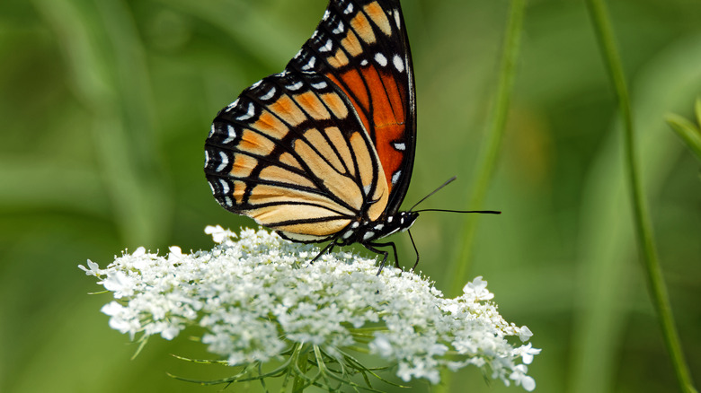 Butterfly on Queen Anne's lace