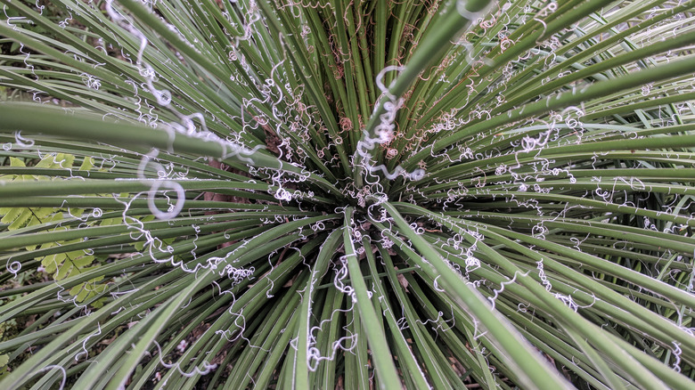 red yucca leaves showing filaments