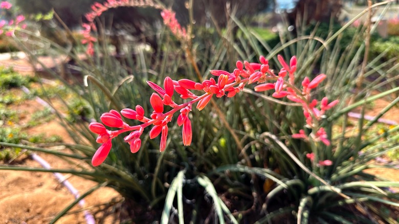 red yucca flowers swaying in breeze