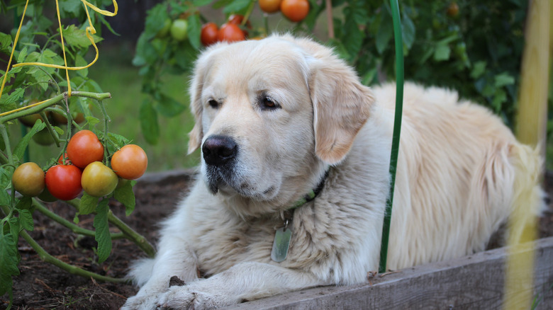 Golden retriever in tomato garden