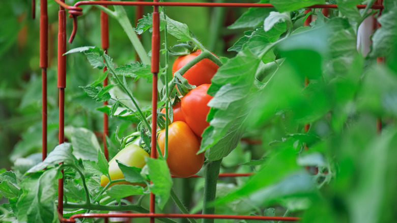 Tomato plant in tomato cage