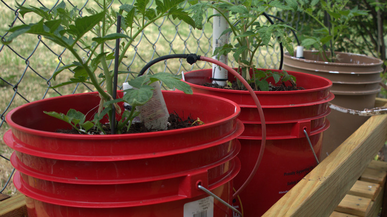 San Marzanos planted in buckets