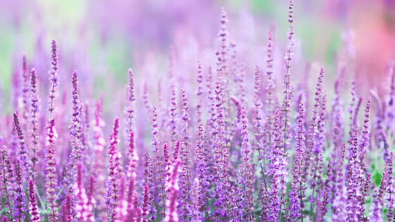 Variety of Russian sage