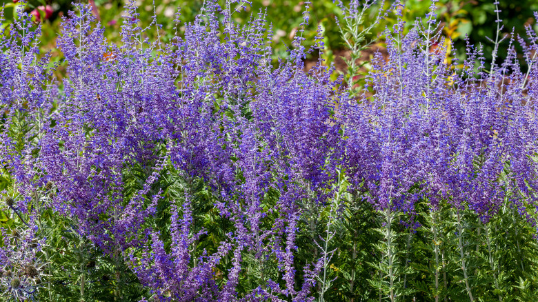 Russian sage