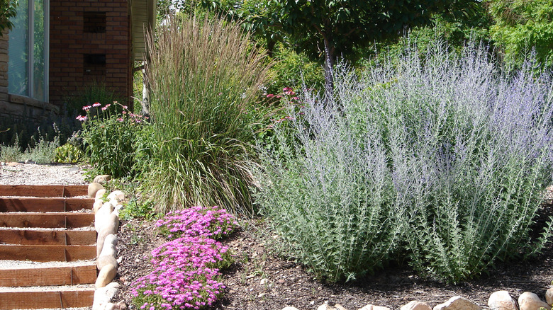 xeriscaped garden with Russian sage