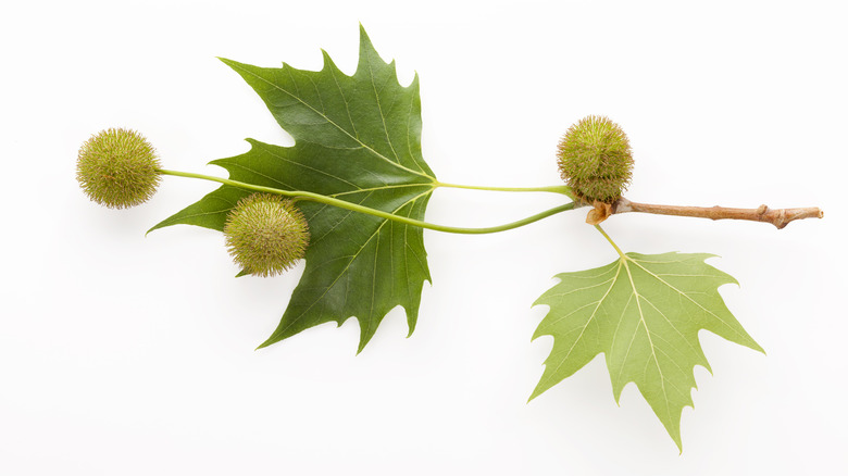 Sycamore leaves and seeds