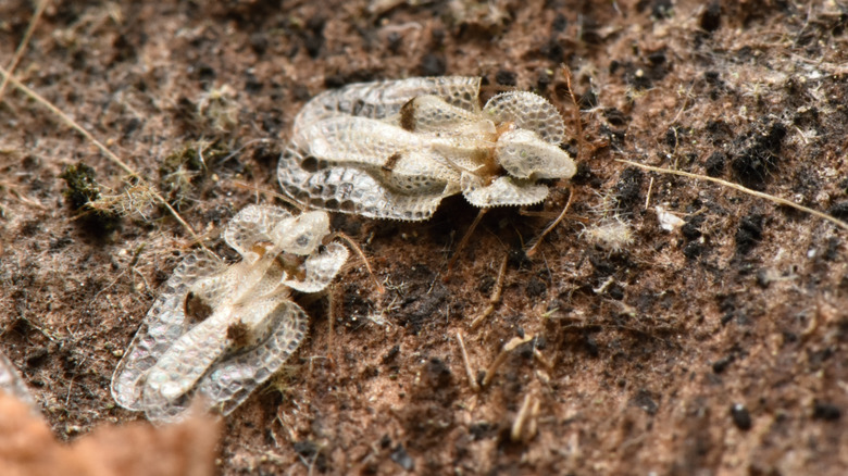 Sycamore lace bug