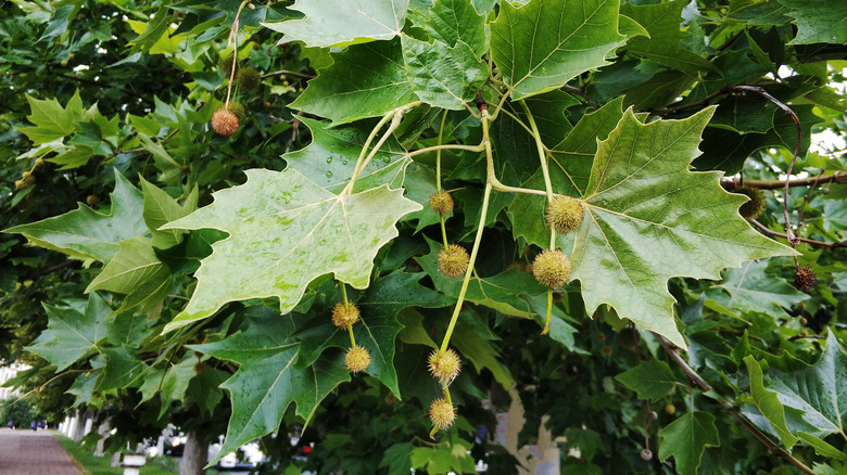 American Sycamore tree