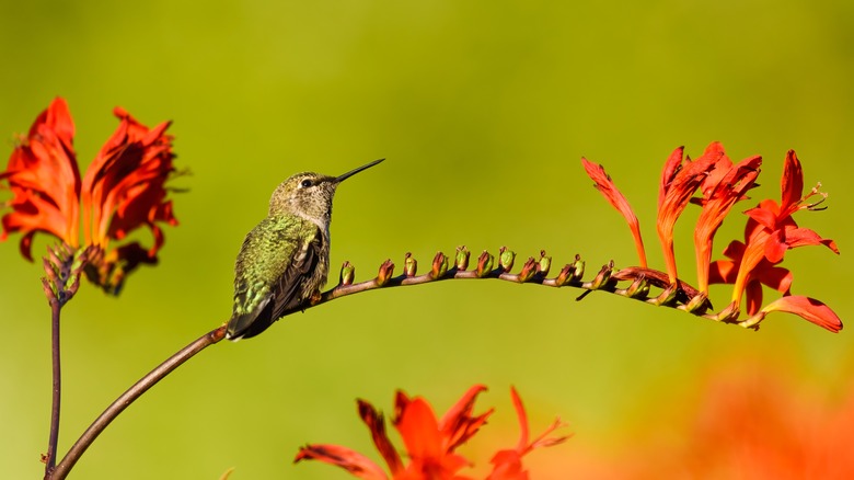 perched hummingbird
