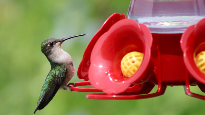 hummingbird at feeder