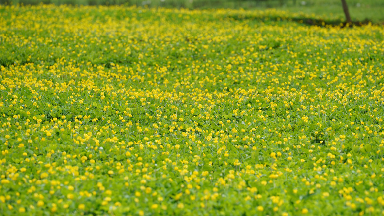 A residential lawn of flowering perennial peanut.