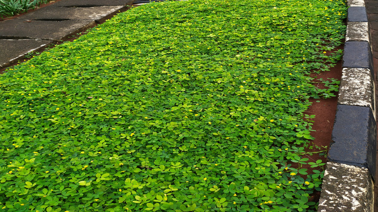 A perennial peanut lawn enclosed by concrete edging and a garden path.