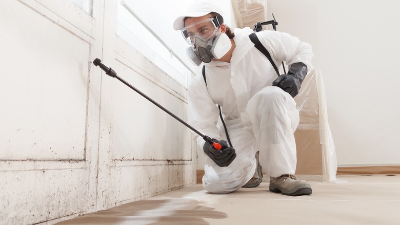 professional remediating mold