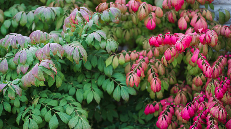 burning bush leaves