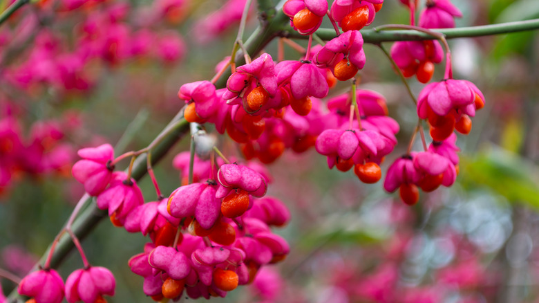 burning bush leaves and berries