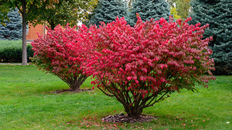 burning bush plant