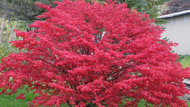 burning bush plant