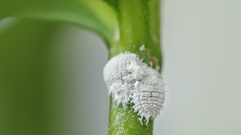 Bugs on plant