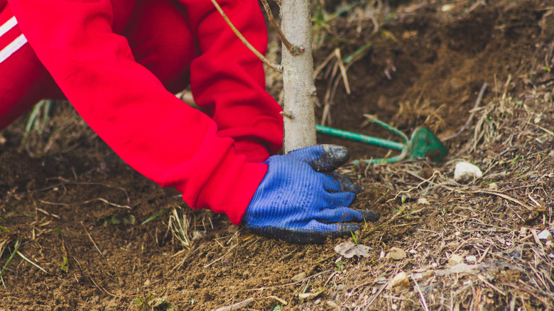 Person caring for plant