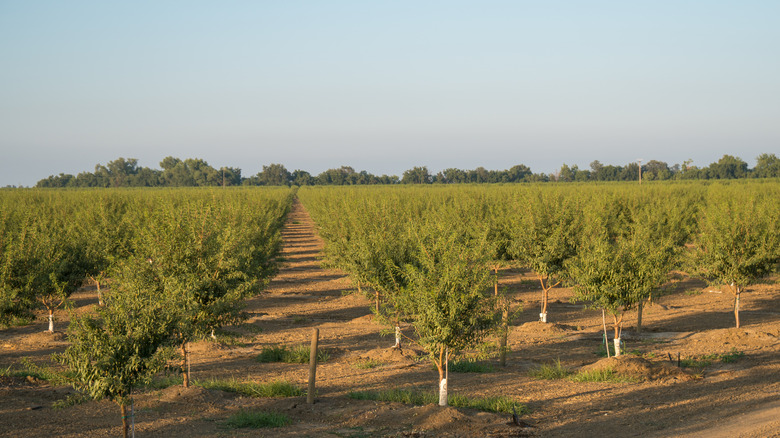 Orchard of almond trees