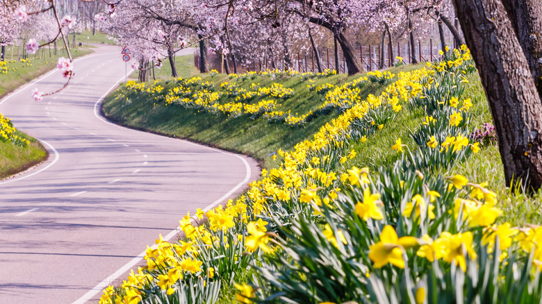 Flowering trees by road