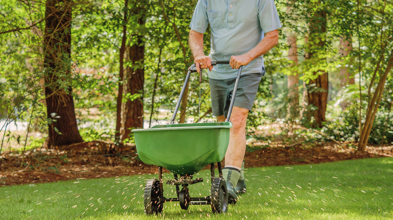 Person fertilizing yard