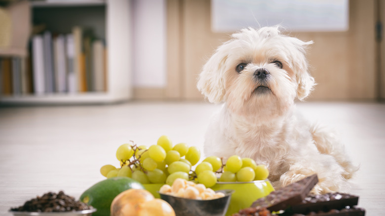 Dog by toxic foods