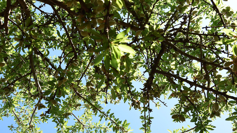 Tree against the sky