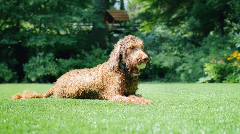 dog lying on artificial grass