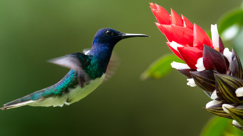 bird eating nectar on a blossoming deroose flower