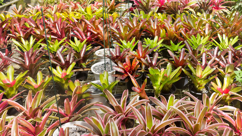 garden with different deroose plants