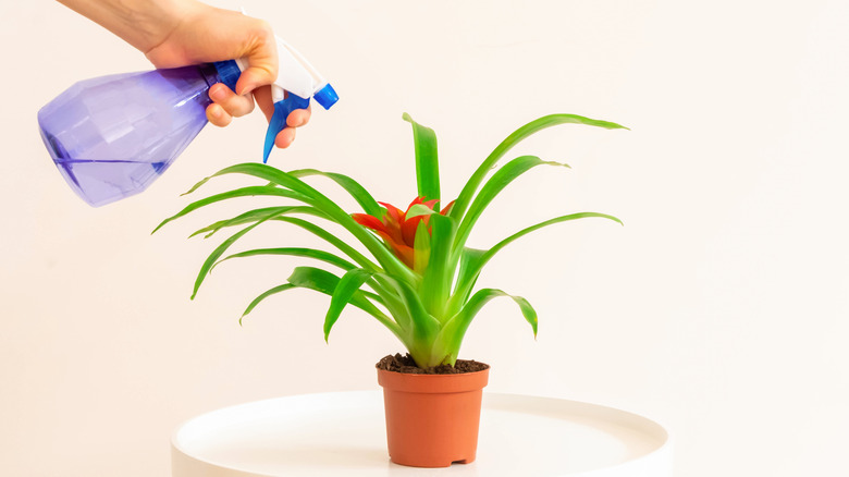 woman watering deroose plant in a pot