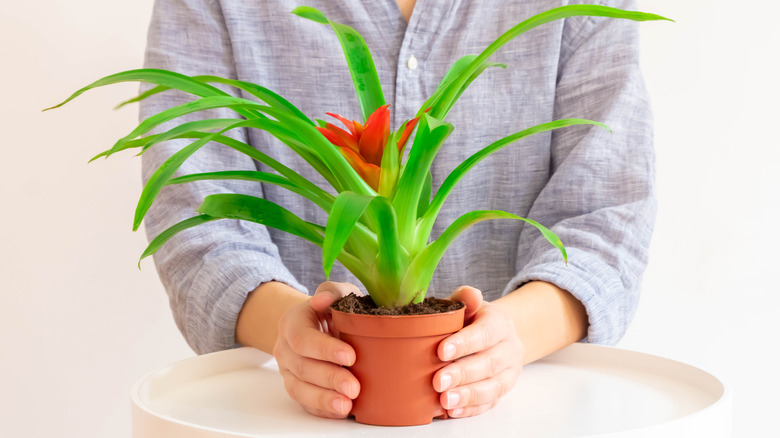 woman holding deroose plant in a pot