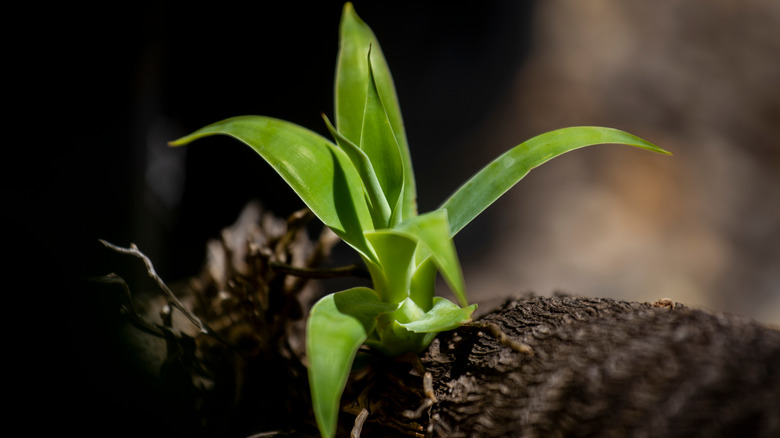 small deroose plant