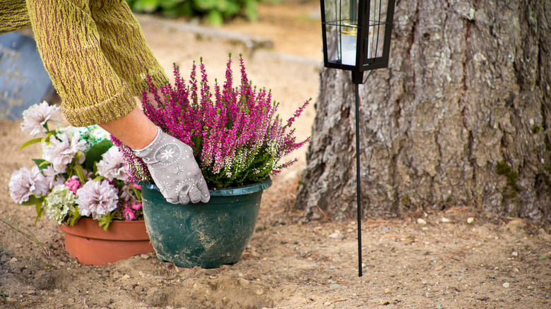 gardener placing planters near tree