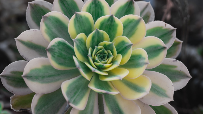 Close up of sunburst succulent