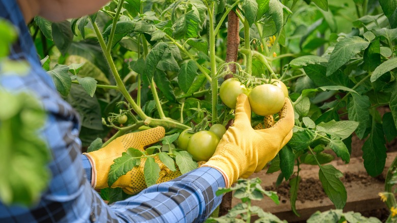 picking green tomatoes with gloved hands