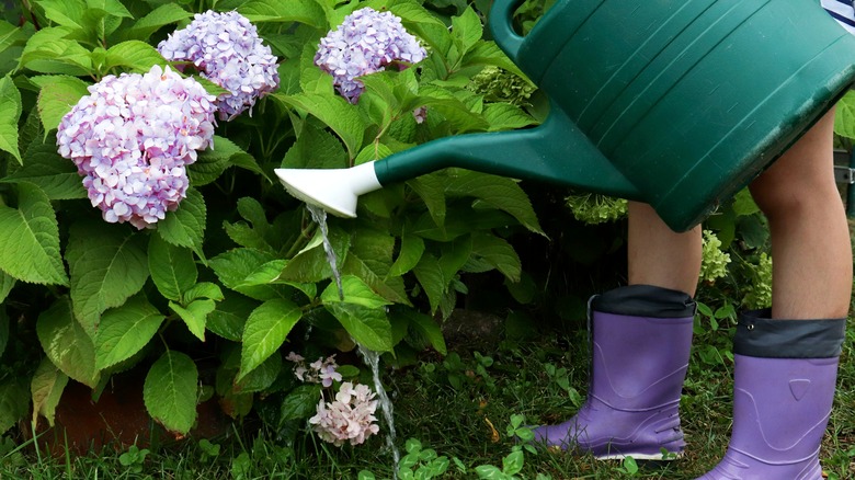 someone watering hydrangeas