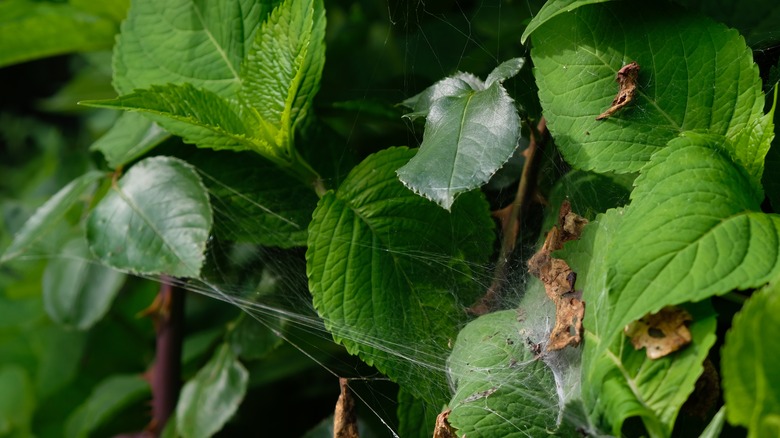 spider webs from spider mites on hydrangeas