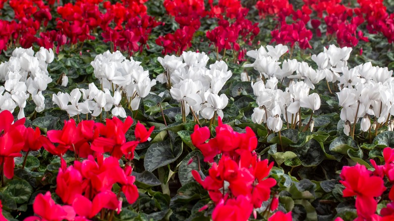 Rows of multicolored cyclamen