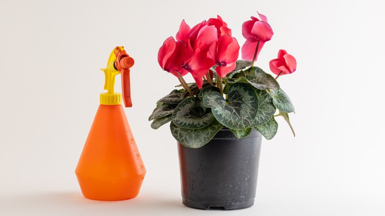 Potted cyclamen and spray bottle