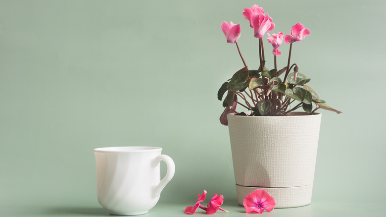 Pink cyclamen and teacup